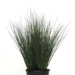 Pasto Ornamental Jun...