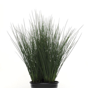 Pasto Ornamental Jun...