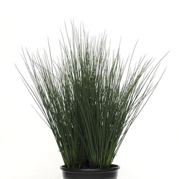 Pasto Ornamental Juncus Blue Dart