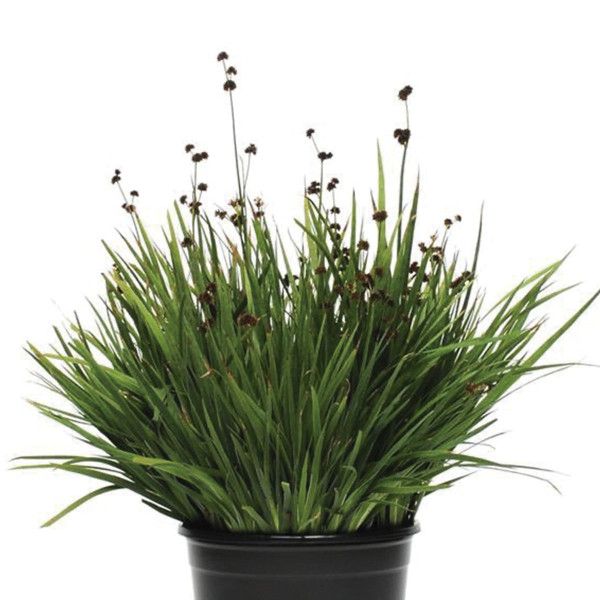 Pasto Ornamental Juncus Starhead