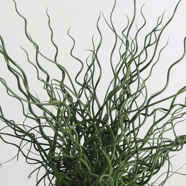 Pasto Ornamental Juncus Twister