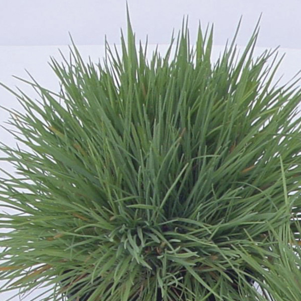 Pasto Ornamental Coolio Koeleria