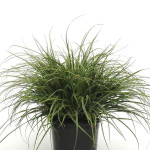 Pasto Ornamental Luc...