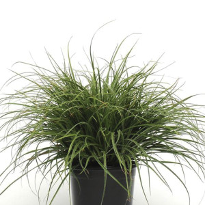 Pasto Ornamental Luc...