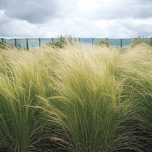 Pasto Ornamental Stipa Pony Tails