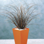 Pasto Ornamental Aub...