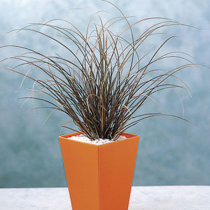 Pasto Ornamental Aub...