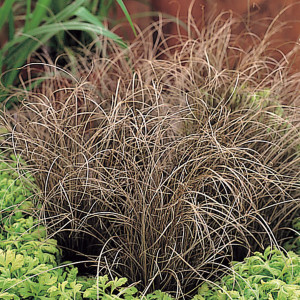 Pasto Ornamental Bro...