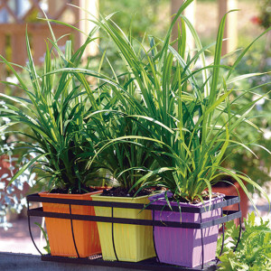 Pasto Ornamental Fre...