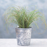 Pasto Ornamental Fro...