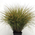 Pasto Ornamental Sir...