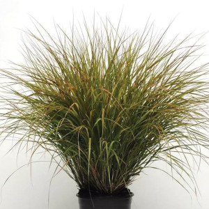 Pasto Ornamental Sir...