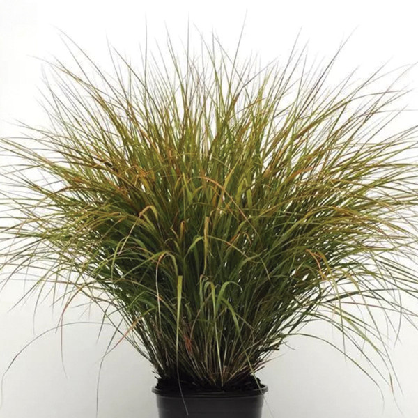 Pasto Ornamental Sirocco Anemanthele