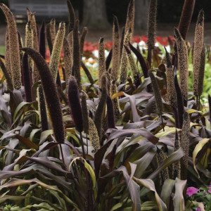 Pasto Ornamental Cop...