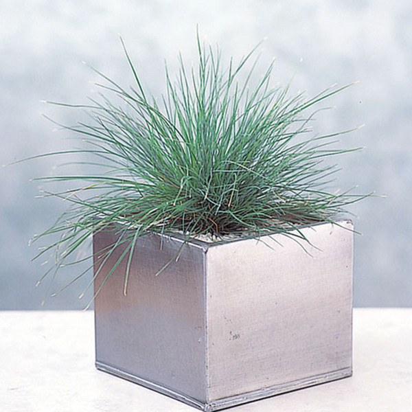 Pasto Ornamental Festuca Elijah Azul