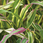 Pasto Ornamental Fie...