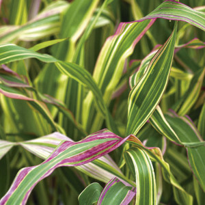 Pasto Ornamental Fie...