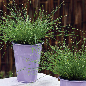 Pasto Ornamental Iso...