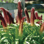 Pasto Ornamental Jad...