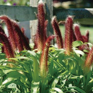 Pasto Ornamental Jad...