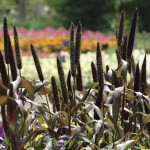 Pasto Ornamental Jes...