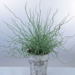 Pasto Ornamental Jun...