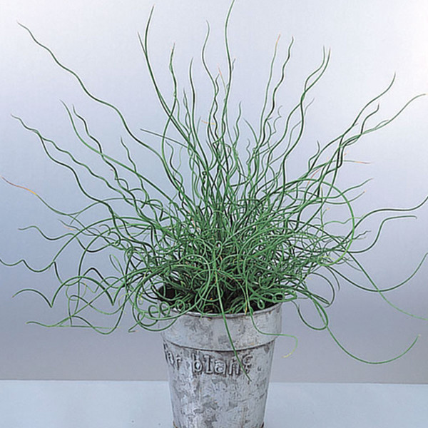 Pasto Ornamental Juncus Efusus Spiralis