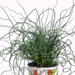 Pasto Ornamental Jun...