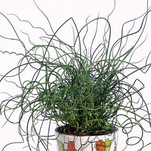 Pasto Ornamental Jun...