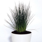 Pasto Ornamental Hed...