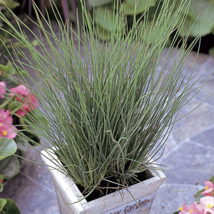 Pasto Ornamental Jun...