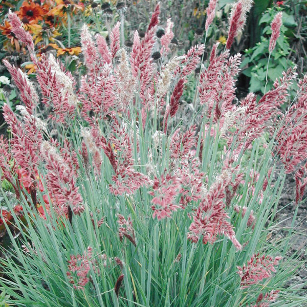 Pasto Ornamental Melinis Savannah