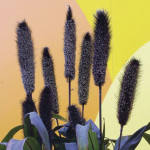 Pasto Ornamental Pur...