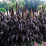 Pasto Ornamental Pur...