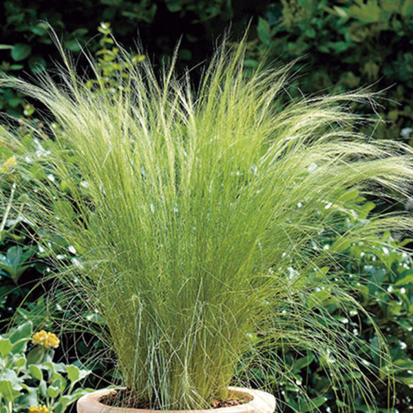 Pasto Ornamental Stipa Angel Hair