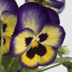 Pensamiento Blueberr...