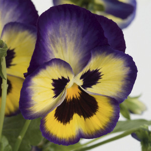 Pensamiento Blueberr...