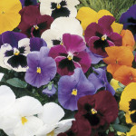 Pensamiento Cello...