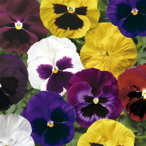 Pensamiento Coloso...