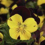 Pensamiento Colgante...