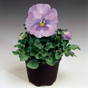 Pensamiento Delta...