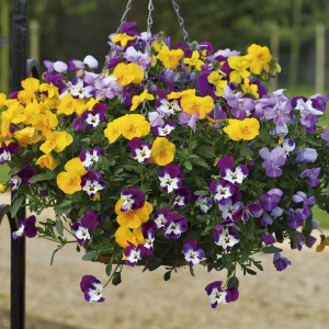 Pensamiento Colgante...