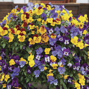 Pensamiento Colgante...