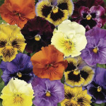 Pensamiento Frizzle ...