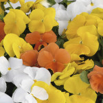 Pensamiento Grandio...