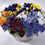 Pensamiento Inspire ...