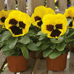 Pensamiento Mammoth...