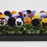 Pensamiento Matrix...