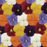 Pensamiento Panola...