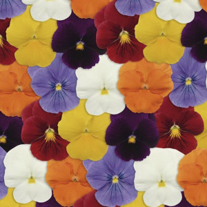 Pensamiento Panola...